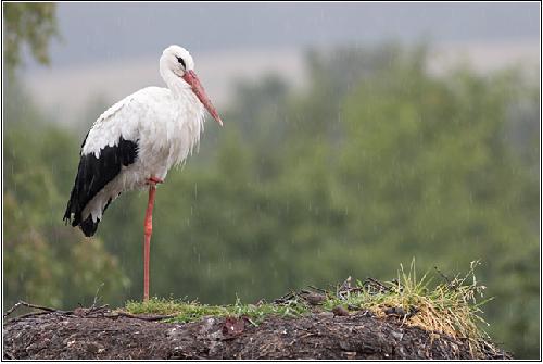 firmy remontowe Pila