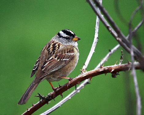 firmy remontowe Piła