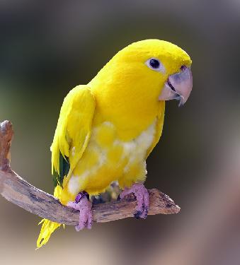 wykończenia wnętrz Piła