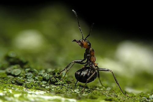 ubojnie drobiu Wielkopolskie