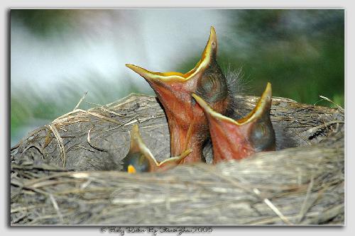 Pila firma remontowa