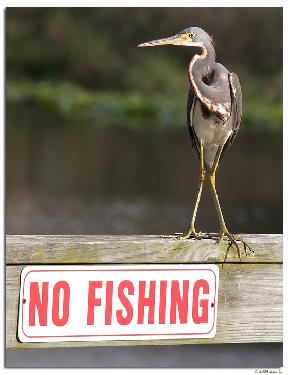 strony internetowe Piła