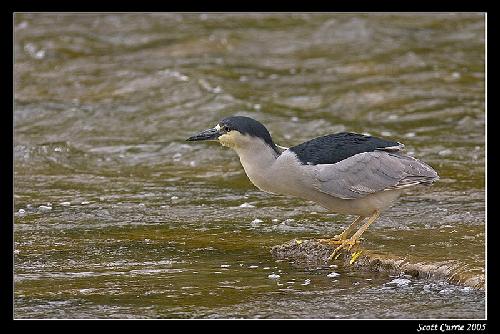 Piła firmy remontowe