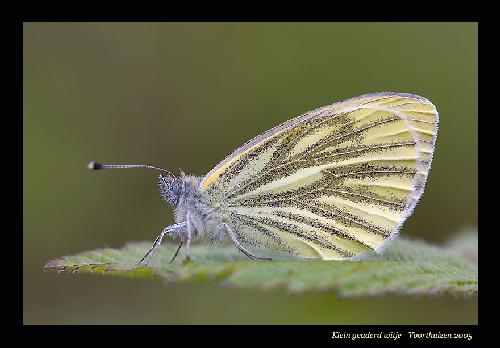 remonty kuchni Piła