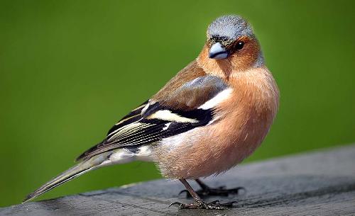 nowoczesne tapety ścienne