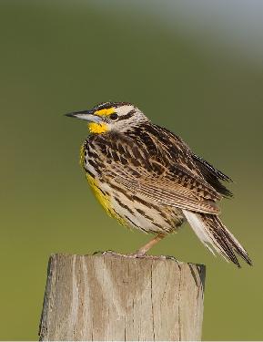 układanie klinkieru Piła