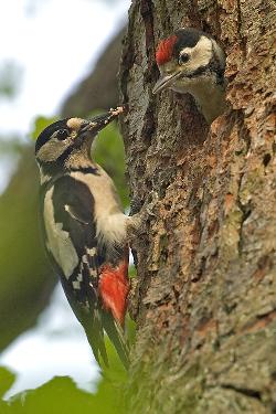 Tramptour biuro podróży Piła