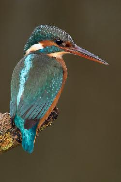 Pila firma remontowa