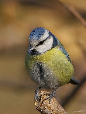 Pila firmy remontowe