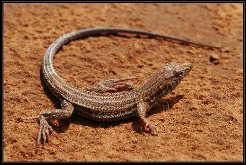 biura podróży Piła