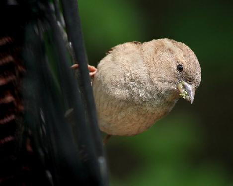 firma budowlana Piła