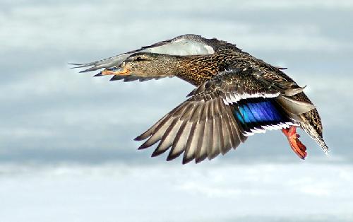 ubezpieczenia w Pile