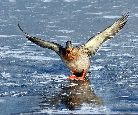 firma remontowa Piła