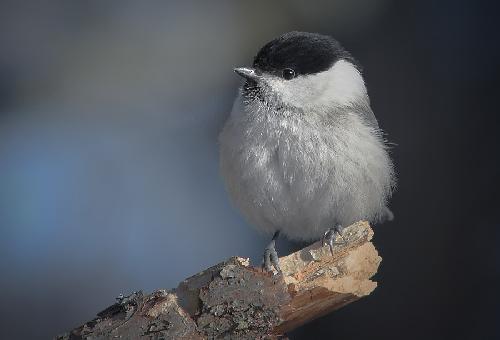 remonty mieszkan Pila