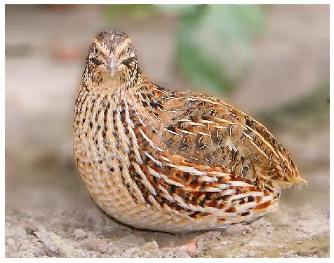 firmy remontowe Pila