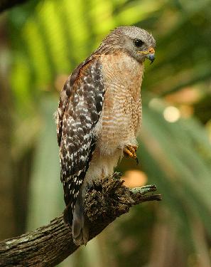 układanie kostki brukowej Piła