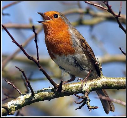 Piła firmy remontowe