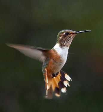 Piła firmy budowlane