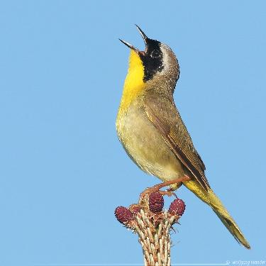 winylowe tapety ścienne