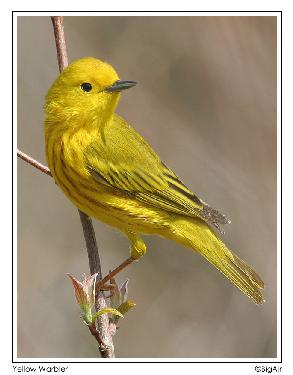 strony internetowe Piła